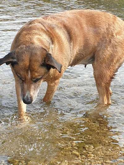 Dogorama-Monats-Challenge-Mai "Wasser"-Beitrag-Bild