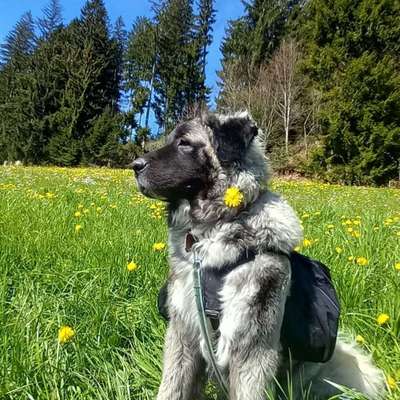 Hundetreffen-Hundekontakte-Bild