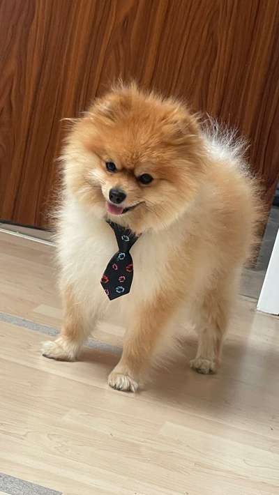 Hundetreffen-Spielfreunde gesucht-Bild