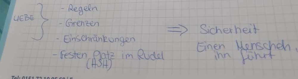 Hundebegegnungen mit Junghund-Beitrag-Bild