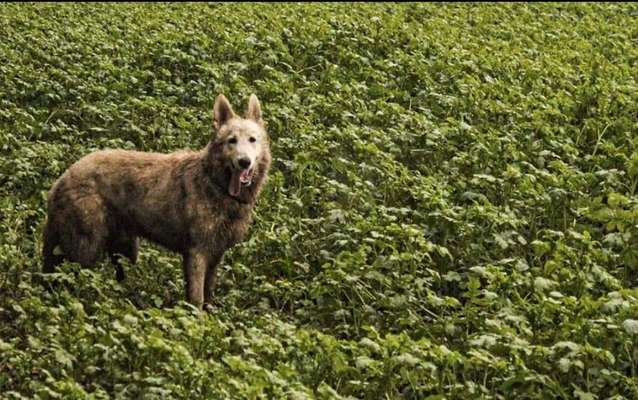 Dogorama Photo Challenge - Tarnung ist alles-Beitrag-Bild