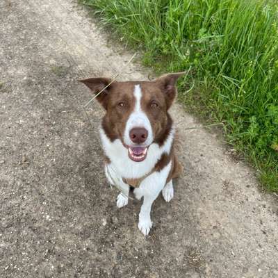 Hundetreffen-Gassirunde mit Chicko-Bild