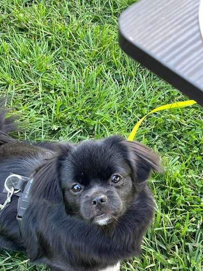 Hundetreffen-Junghundetreff mit Spaß und Energie-Bild