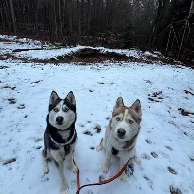 Hundetreffen-Dogscooter/Canicross Training-Bild