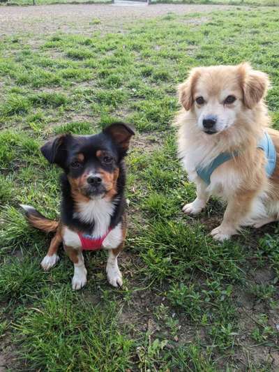 Curli Geschirr-Beitrag-Bild