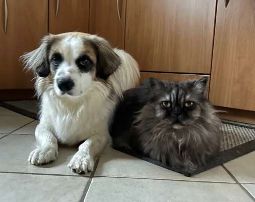 Welpe kommt zu zwei Katzen-Beitrag-Bild