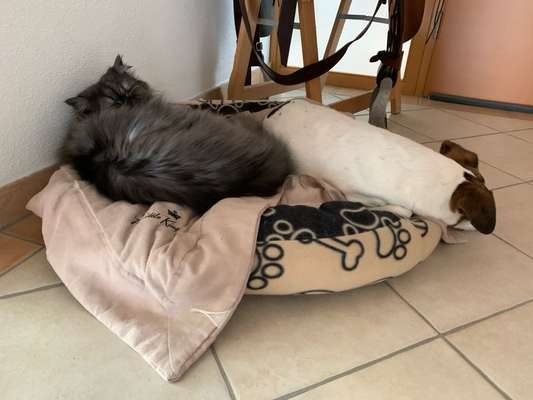 Jagdhund und Katze klappt das?-Beitrag-Bild