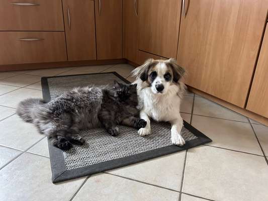 Jagdhund und Katze klappt das?-Beitrag-Bild