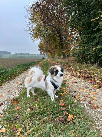 KRITIKOS LAGONIKOS-Beitrag-Bild