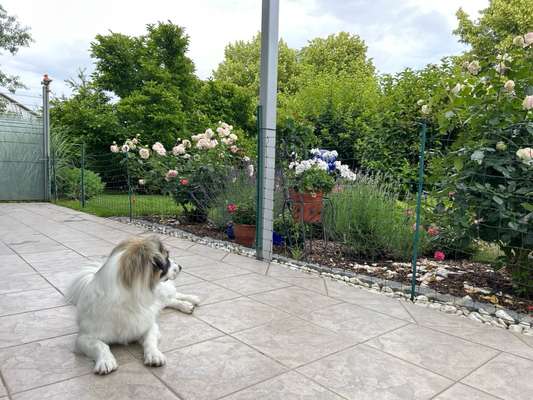 Garten Ausbruchsicher machen-Beitrag-Bild