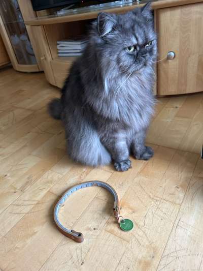 Seresto Halsband Anwendung-Beitrag-Bild