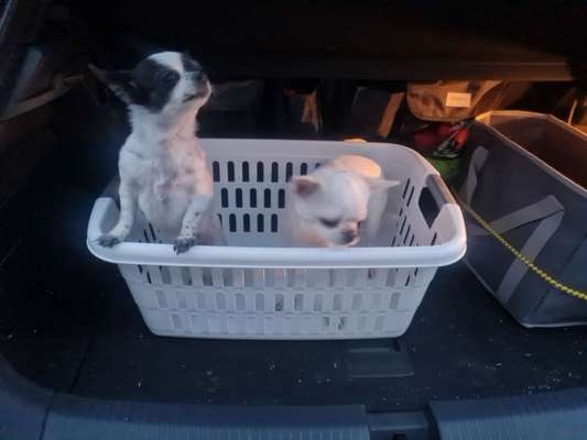 FOTOCHALLENGE 70 - Dein Hund im Auto-Beitrag-Bild