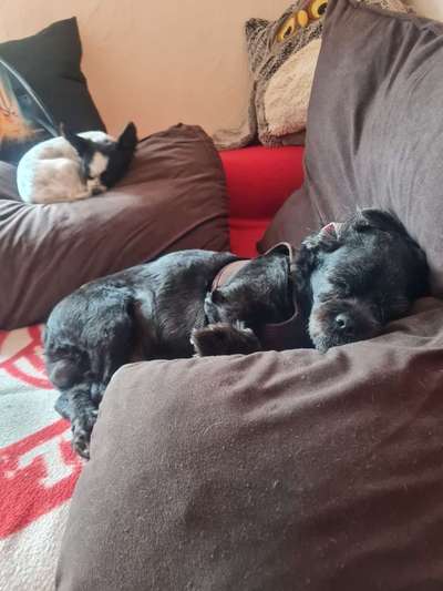 Dogorama Photo Challenge - Lieblingsspielzeug!-Beitrag-Bild