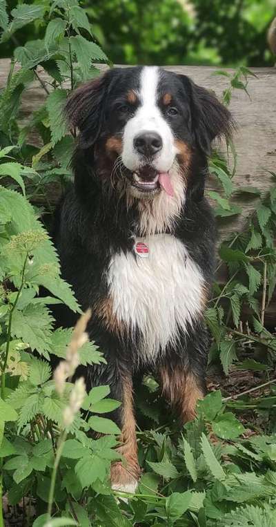 Berner Sennen-Beitrag-Bild