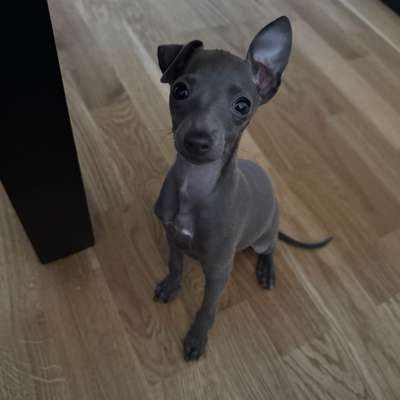 Hundetreffen-Kleine Hunde für Spielrunde gesucht