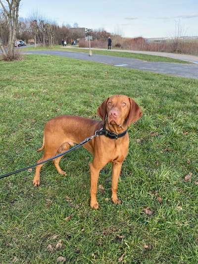 Hundetreffen-Hundeschule / Training-Bild