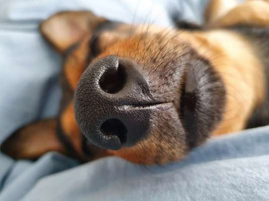 Zeigt her eure Hundenasen-Beitrag-Bild