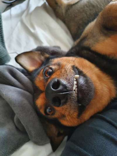 Fotochallenge Nr. 47 - Zeigt die Zähne-Beitrag-Bild