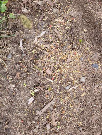 Giftköder-Vogelfutter ?? neongrünen und roten-Bild