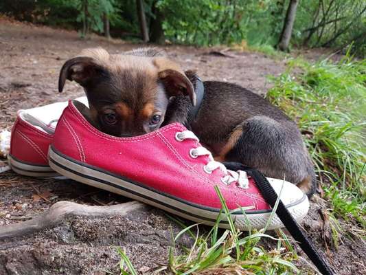 Welpen Bilder !-Beitrag-Bild