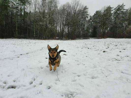 Schnee Foto-Beitrag-Bild