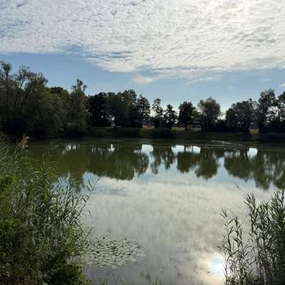 Giftköder-Gefahr durch Blaualgen-Bild