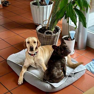 Bulldogge findet schwierig Freunde :-(-Beitrag-Bild