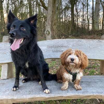 Hundetreffen-Wildes spielen und tollen-Bild