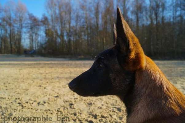 Schäferhund-Beitrag-Bild