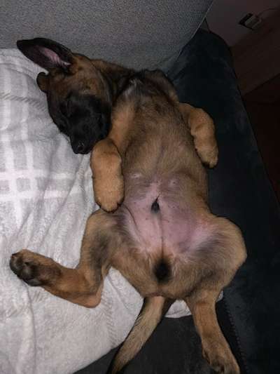 Welpen Bilder !-Beitrag-Bild