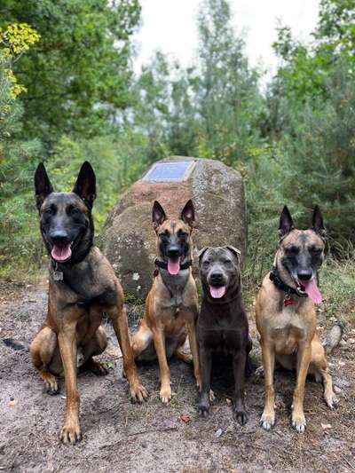 Schäferhund-Beitrag-Bild