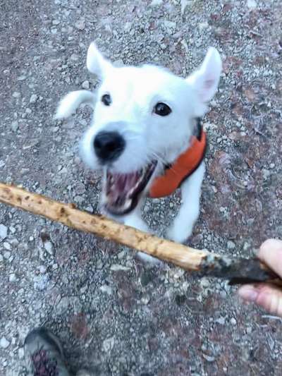 17. Collage Challenge / Springende Fellnasen-Beitrag-Bild