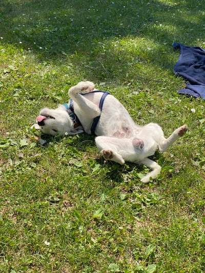 FOTOCHALLENGE 72 - Glücklicher Hund im Schmuddel-Look-Beitrag-Bild