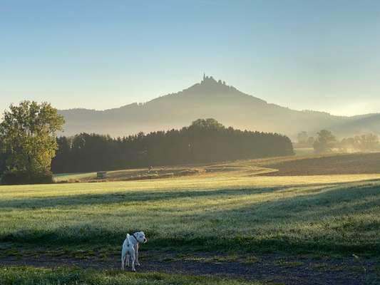 Dogorama Photo Challenge - Nebel-Beitrag-Bild