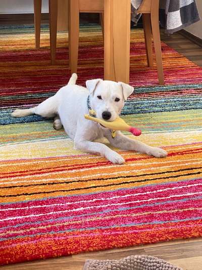 Fotochallenge Nr 96.: Bunt, Bunter, Hund 💐🌹🍁-Beitrag-Bild