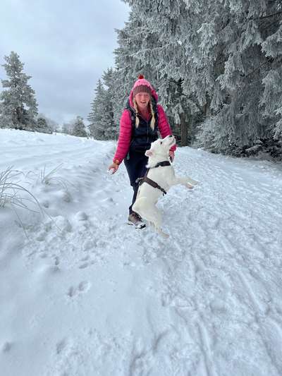 17. Collage Challenge / Springende Fellnasen-Beitrag-Bild