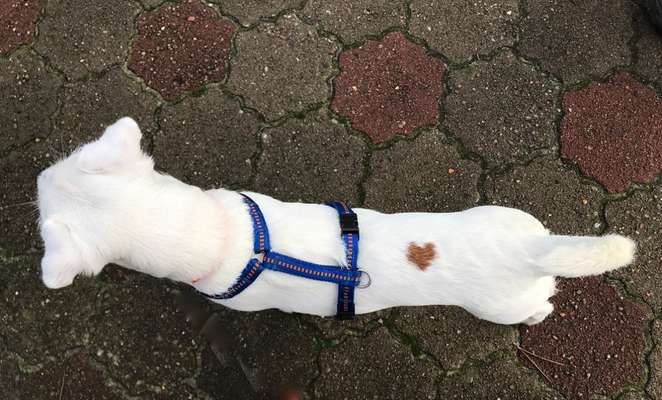 Außergewöhnliche Merkmale-Beitrag-Bild