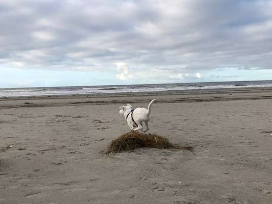 11. Collagen-Challenge
Dein*e Hund*e in verschiedenen Lebensphasen-Beitrag-Bild