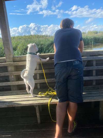 Dogorama Photo Challenge - Euer Vierbeiner auf zwei Beinen-Beitrag-Bild