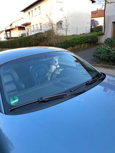 FOTOCHALLENGE 70 - Dein Hund im Auto-Beitrag-Bild