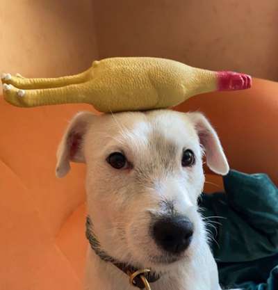 Jack Russel Terrier-Beitrag-Bild
