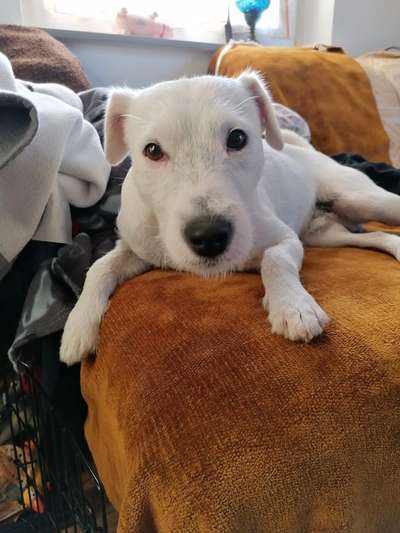 Dogorama Photo Challenge - Hundeblick zum hinschmelzen-Beitrag-Bild