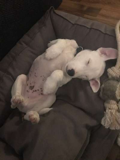 11. Collagen-Challenge
Dein*e Hund*e in verschiedenen Lebensphasen-Beitrag-Bild