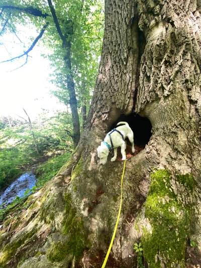 Dogorama Photo Challenge - an der Leine-Beitrag-Bild