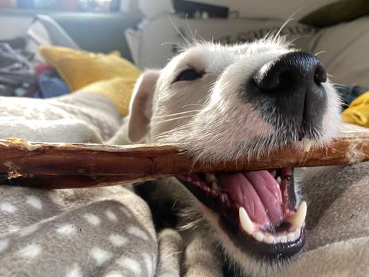 Wo sind die Jack und Parson Russell Terrier?-Beitrag-Bild