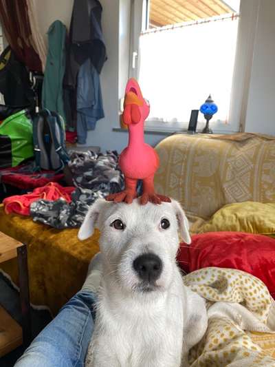 Dogorama Foto Challenge - Bestes gestelltes Bild-Beitrag-Bild