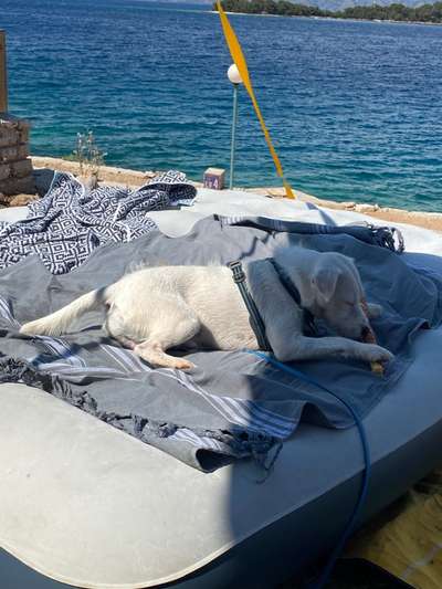 36. Handy Foto Challenge - Sonnenanbeter-Beitrag-Bild