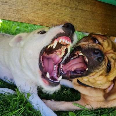 Dogorama Photo Challenge - Die besten Hundebuddys-Beitrag-Bild