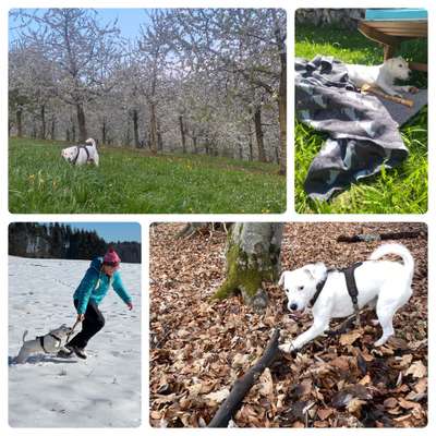 1. Fotochallenge Collagen - 4 Jahreszeiten-Beitrag-Bild