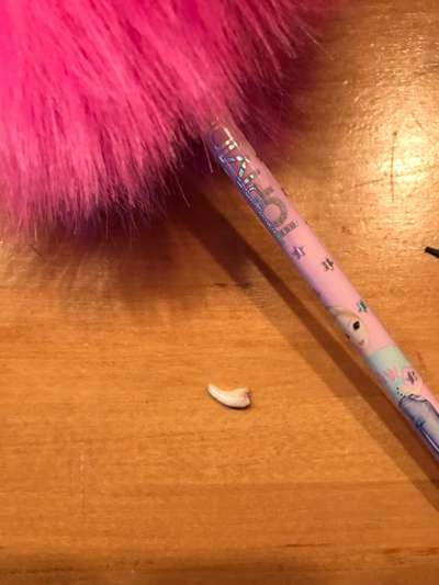 11. Collagen-Challenge
Dein*e Hund*e in verschiedenen Lebensphasen-Beitrag-Bild